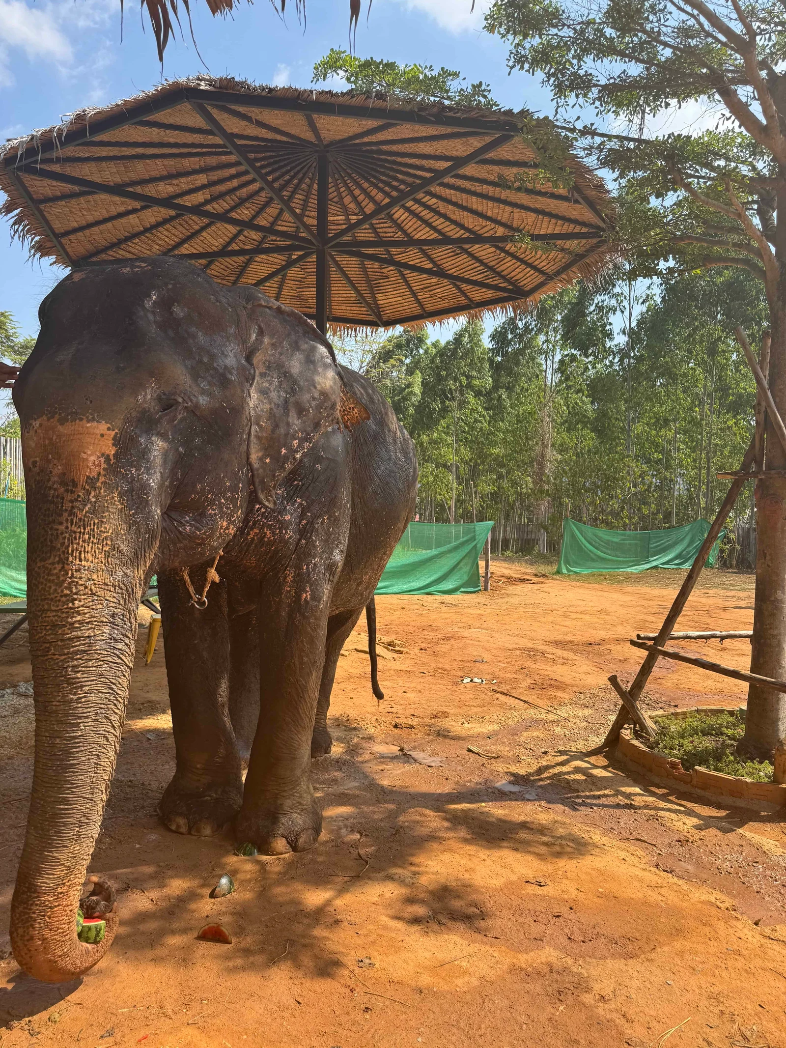 Elephant under straw umbrella outdoors