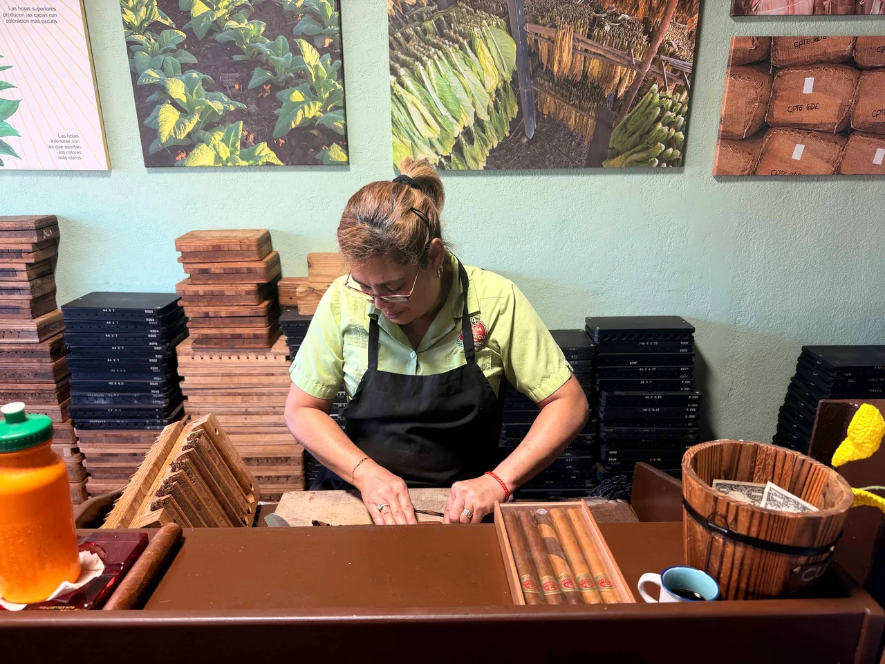 Woman rolling cigars in shop