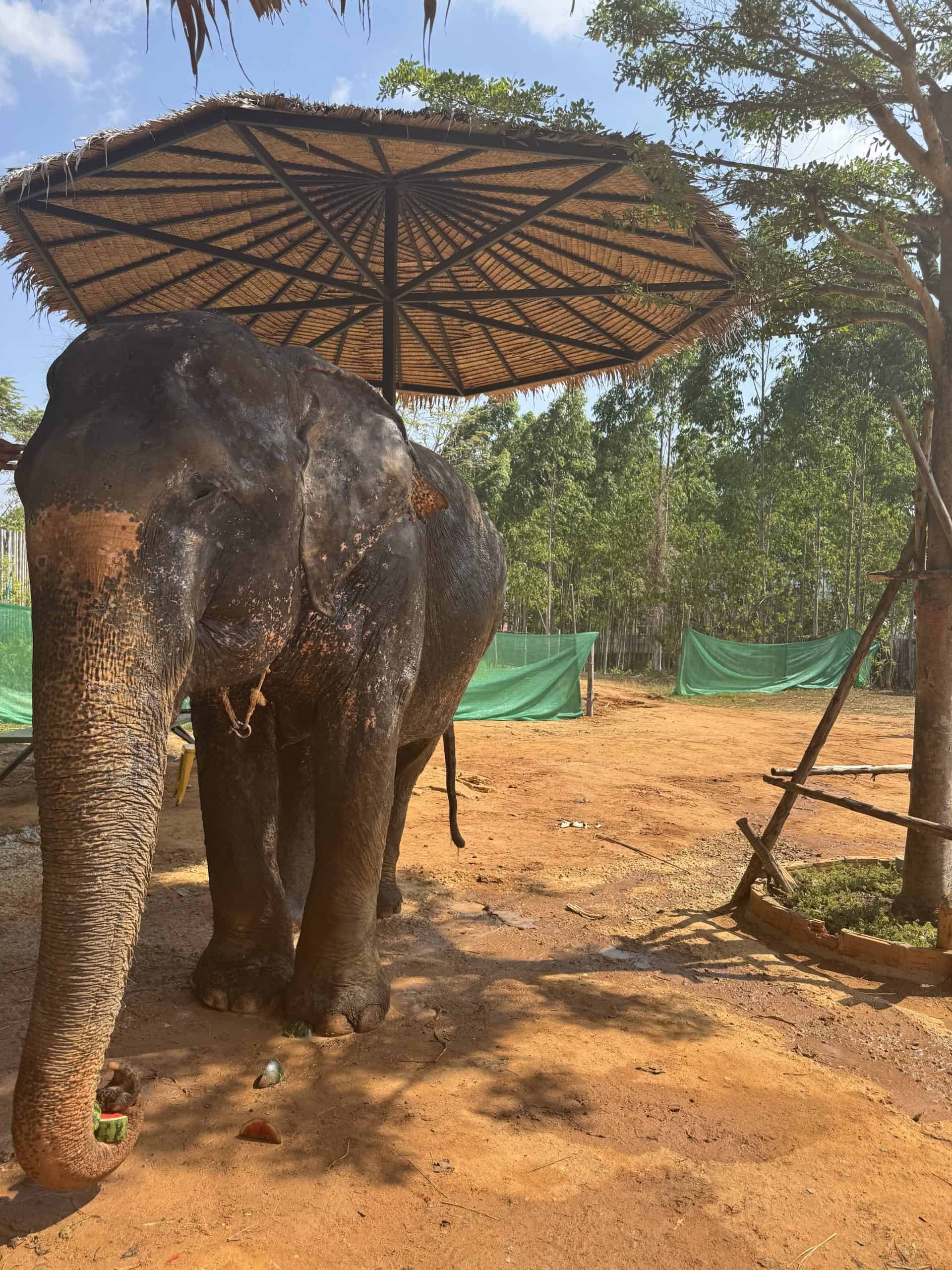 Elephant under straw umbrella outdoors