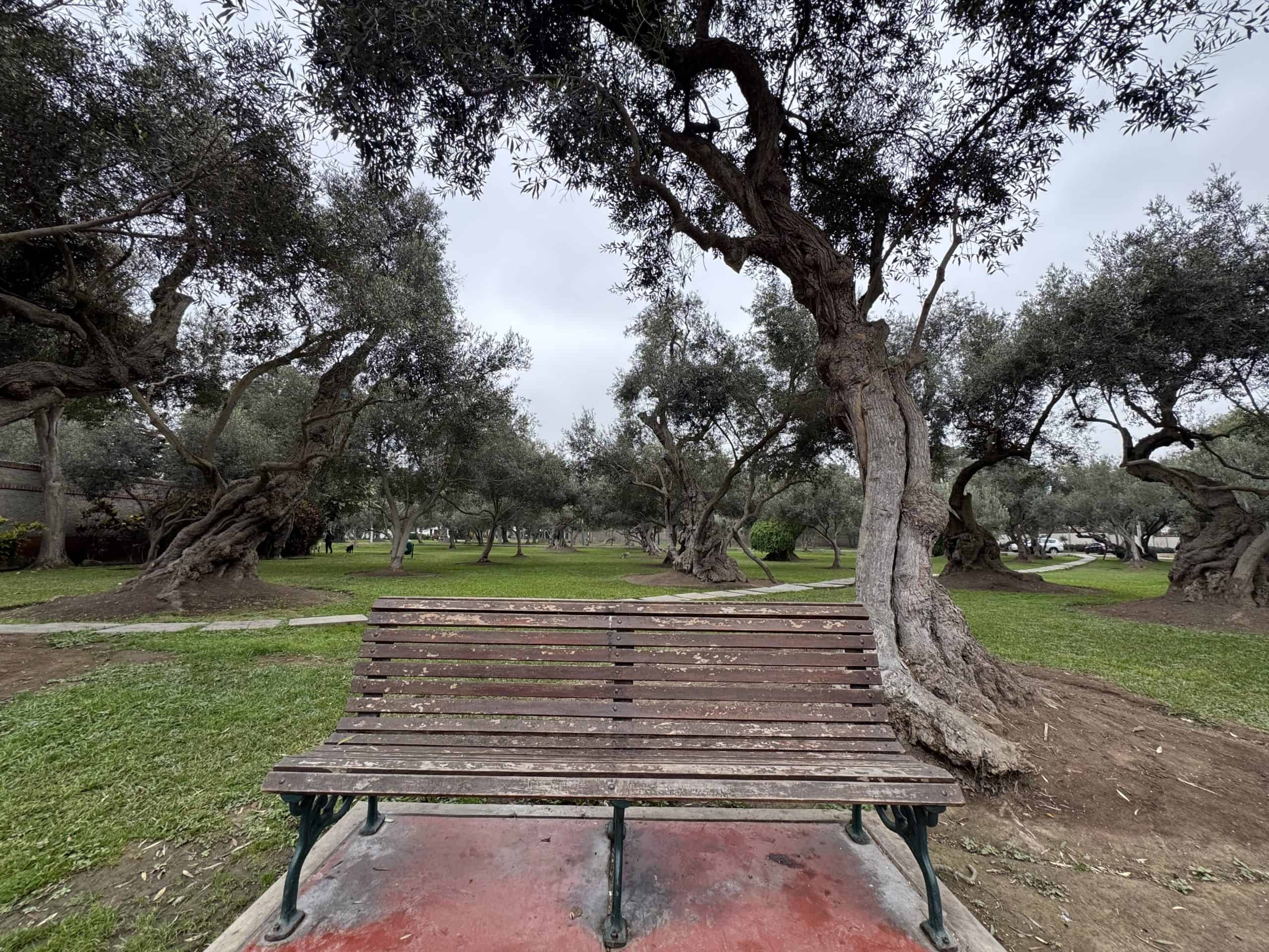 Wooden bench under olive trees