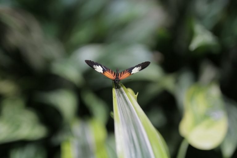 a red and black butterfly sitting on a green leaf